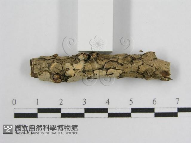 登錄號:F0017801藏品圖，第5張