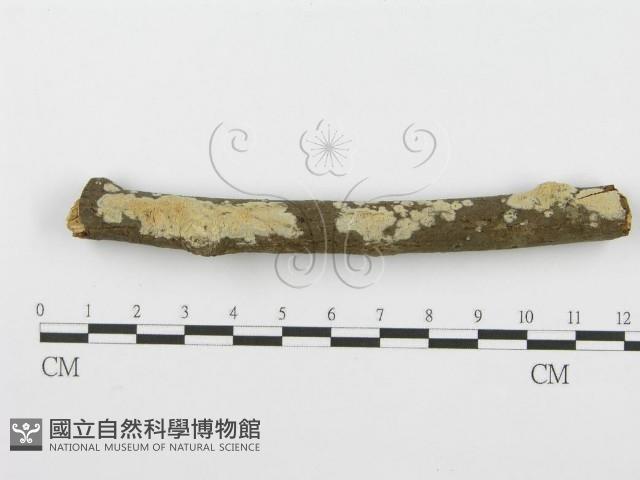 登錄號:F0001601藏品圖，第5張