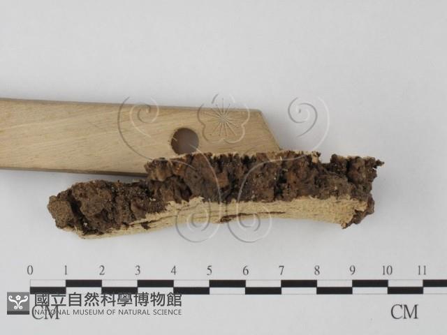 登錄號:F0004601藏品圖，第5張