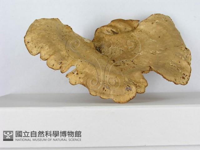 登錄號:F0014601藏品圖，第5張