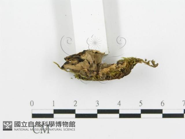 煙管菌藏品圖，第5張