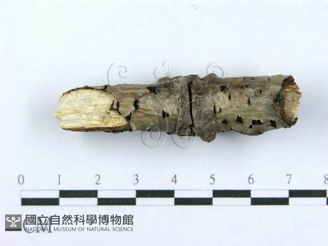 射脈菌屬藏品圖，第5張