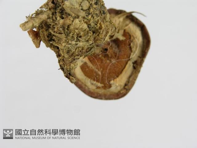 登錄號:F0001701藏品圖，第5張