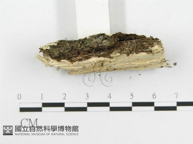 齒耳菌屬藏品圖，第5張