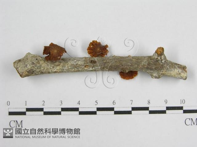 微皮傘屬藏品圖，第5張