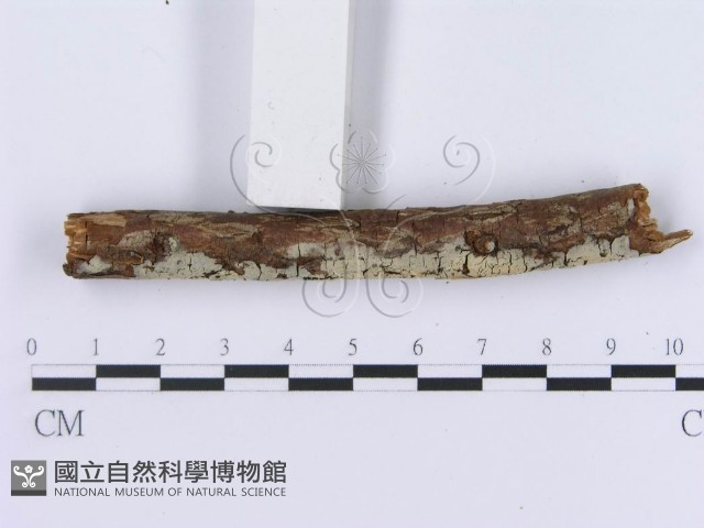 登錄號:F0003001藏品圖，第5張