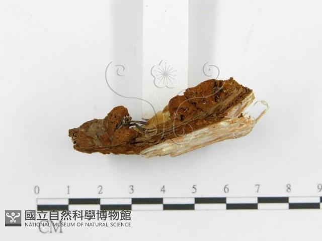 登錄號:F0017301藏品圖，第5張