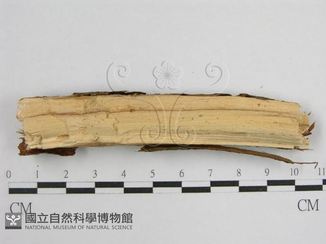 登錄號:F0012811藏品圖，第5張