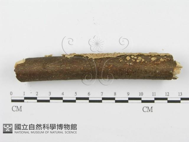 齒耳菌屬藏品圖，第5張