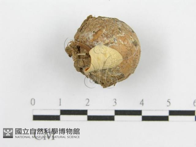 微皮傘屬藏品圖，第5張