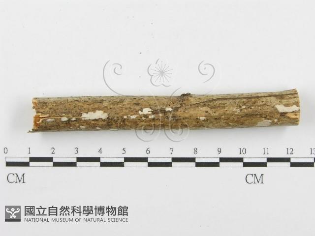 登錄號:F0000511藏品圖，第5張