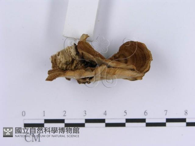 登錄號:F0004511藏品圖，第5張