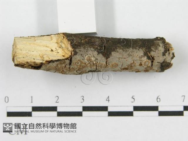 筍殼菌屬藏品圖，第5張