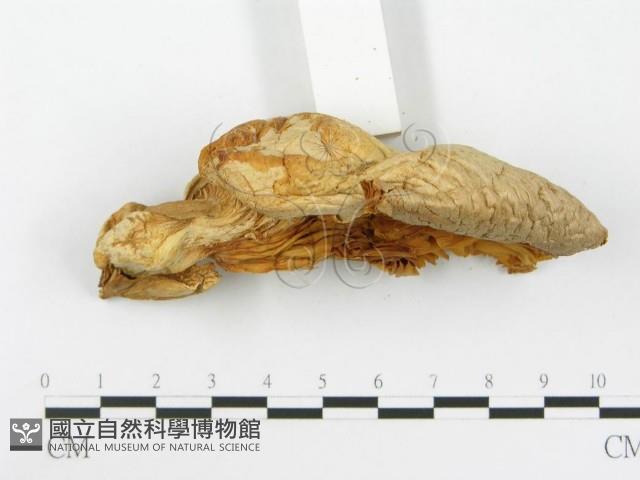 登錄號:F0014011藏品圖，第5張