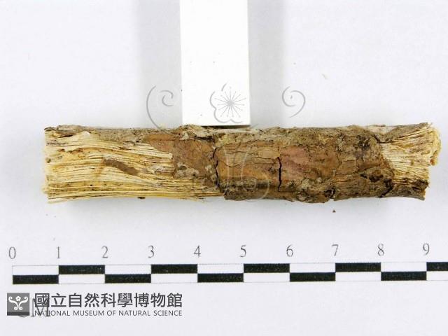 登錄號:F0015011藏品圖，第5張