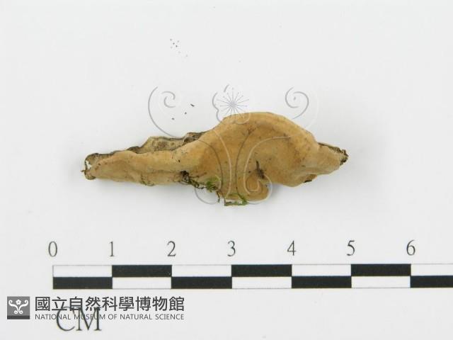 登錄號:F0017251藏品圖，第5張
