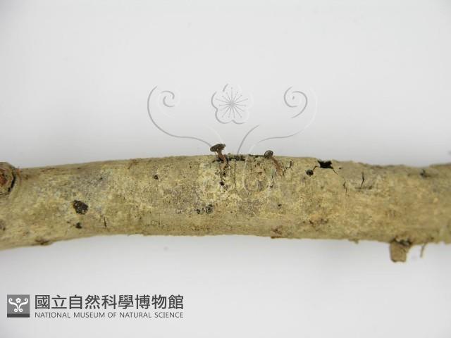 登錄號:F0001451藏品圖，第5張