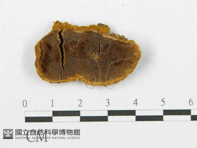 登錄號:F0017451藏品圖，第5張