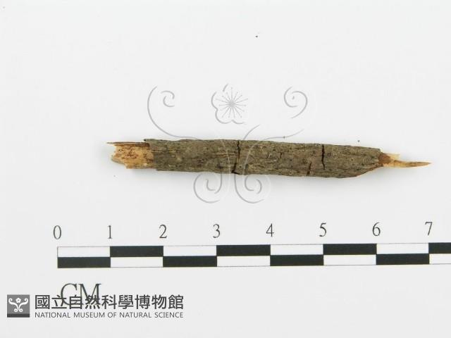 登錄號:F0017751藏品圖，第5張