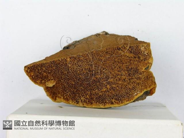 登錄號:F0014151藏品圖，第5張