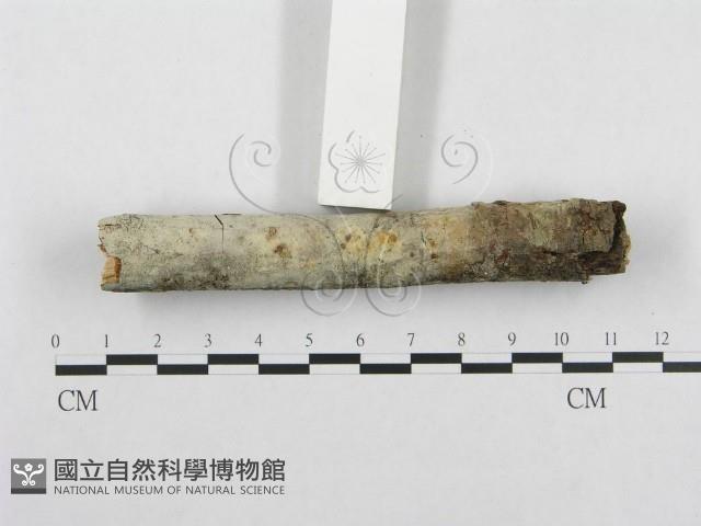 登錄號:F0001351藏品圖，第5張
