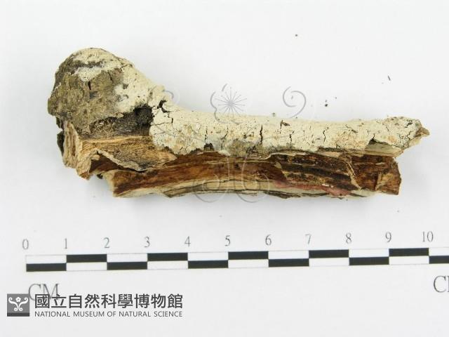 登錄號:F0020441藏品圖，第5張