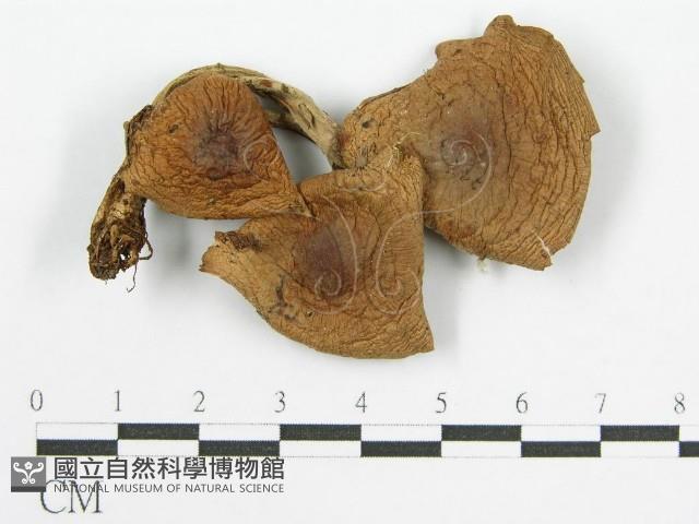 登錄號:F0010741藏品圖，第5張