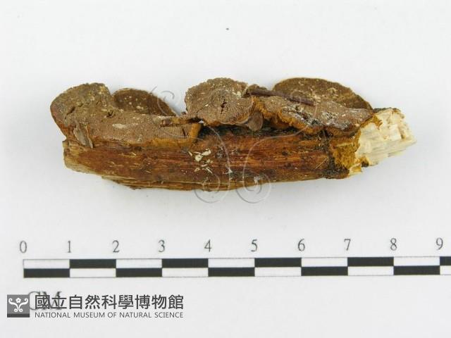 登錄號:F0002741藏品圖，第5張