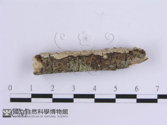 登錄號:F0010541藏品圖，第5張