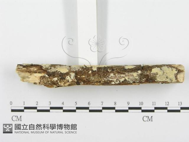 登錄號:F0001541藏品圖，第5張