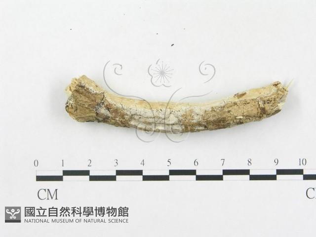 登錄號:F0000141藏品圖，第5張