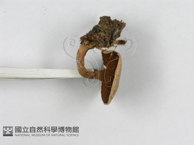 登錄號:F0016041藏品圖，第5張