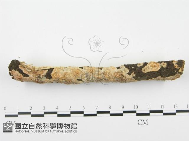 館號:F0001041藏品圖，第5張