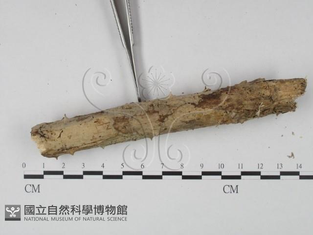 登錄號:F0001341藏品圖，第5張