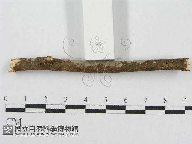 筍殼菌屬藏品圖，第5張