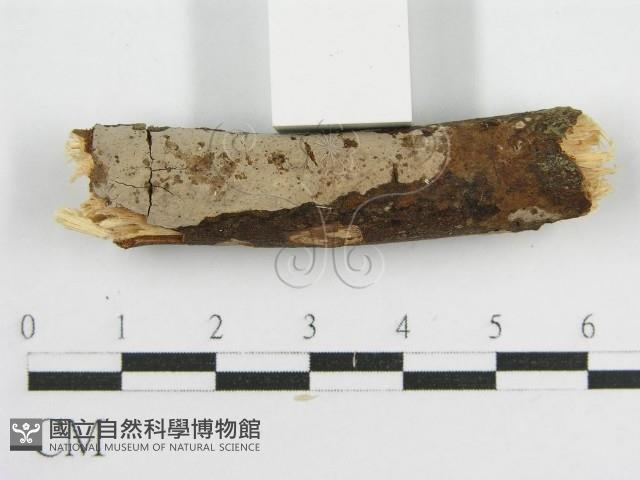 登錄號:F0012931藏品圖，第5張