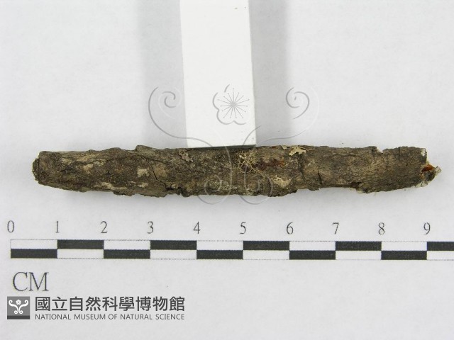 絲皮菌屬藏品圖，第5張