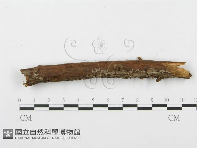 登錄號:F0000631藏品圖，第5張
