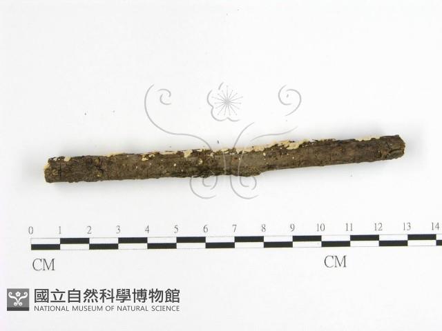 登錄號:F0001631藏品圖，第5張