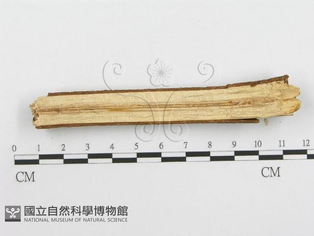 登錄號:F0013431藏品圖，第5張