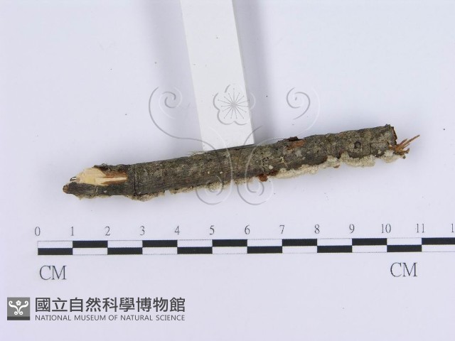 登錄號:F0002731藏品圖，第5張