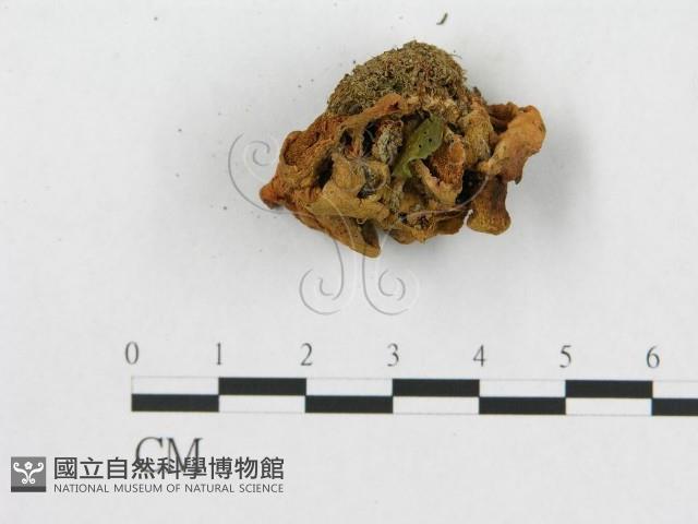 多孔菌屬藏品圖，第5張