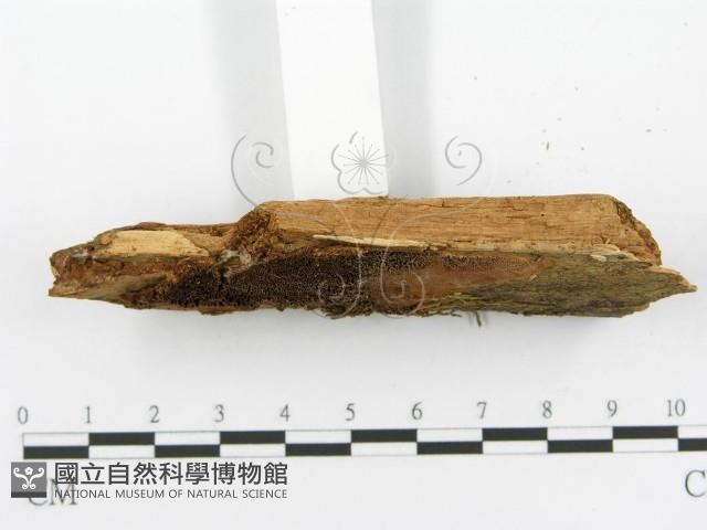 登錄號:F0017331藏品圖，第5張