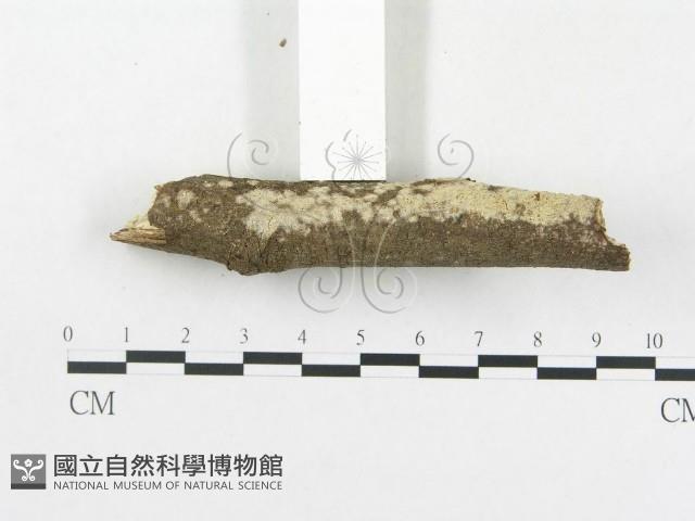 登錄號:F0007871藏品圖，第5張