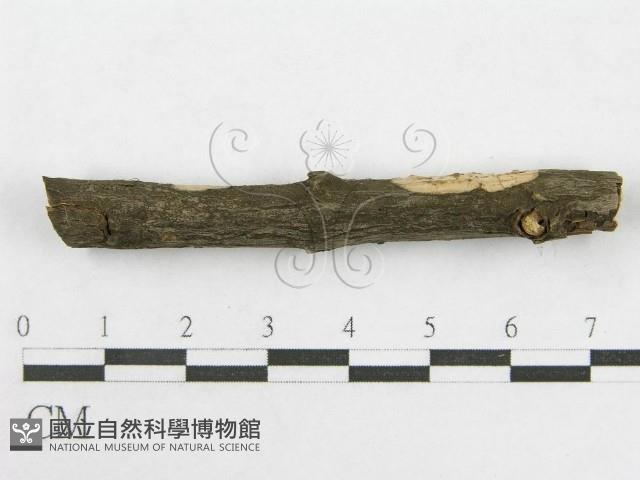 絲皮菌屬藏品圖，第5張