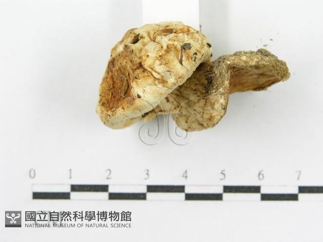 登錄號:F0015971藏品圖，第5張