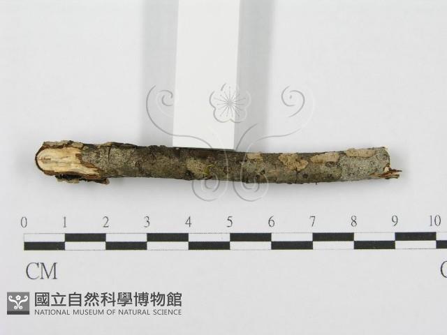 筍殼菌屬藏品圖，第5張