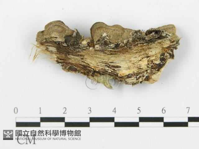 登錄號:F0017671藏品圖，第5張