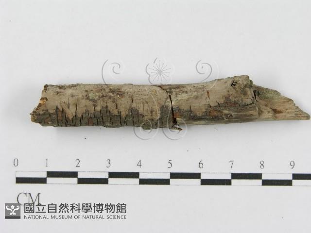 登錄號:F0010471藏品圖，第5張