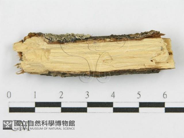 登錄號:F0015771藏品圖，第5張